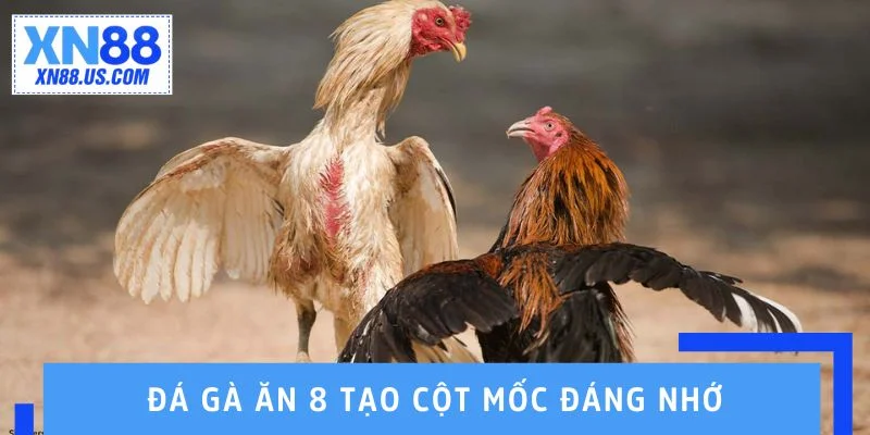 Đá gà ăn 8 tạo cột mốc đáng nhớ trên đấu trường cao cấp Đá gà ăn 8 tạo cột mốc đáng nhớ trên đấu trường cao cấp
