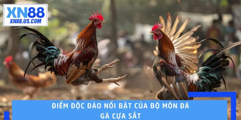 Điểm độc đáo nổi bật của bộ môn đá gà cựa sắt Điểm độc đáo nổi bật của bộ môn đá gà cựa sắt