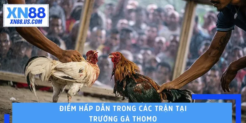 Điểm hấp dẫn trong các trận tại trường gà Thomo Điểm hấp dẫn trong các trận tại trường gà Thomo