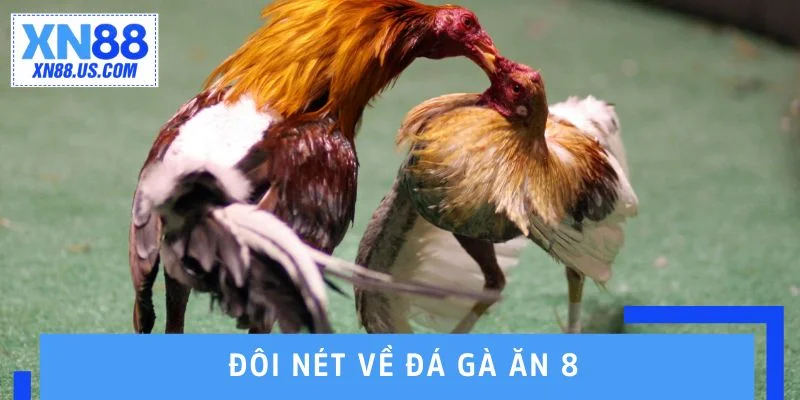 Đôi nét về đá gà ăn 8 Đôi nét về đá gà ăn 8
