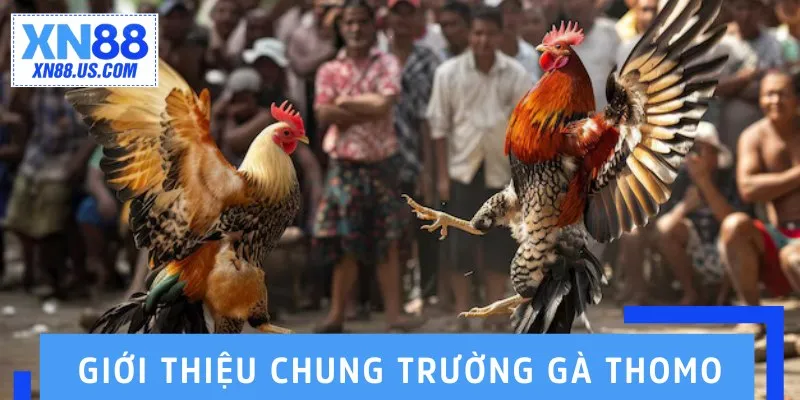 Giới thiệu chung trường gà Thomo Giới thiệu chung trường gà Thomo