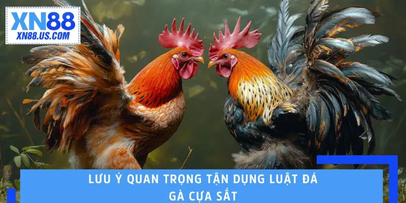 Lưu ý quan trọng tận dụng luật đá gà cựa sắt Lưu ý quan trọng tận dụng luật đá gà cựa sắt