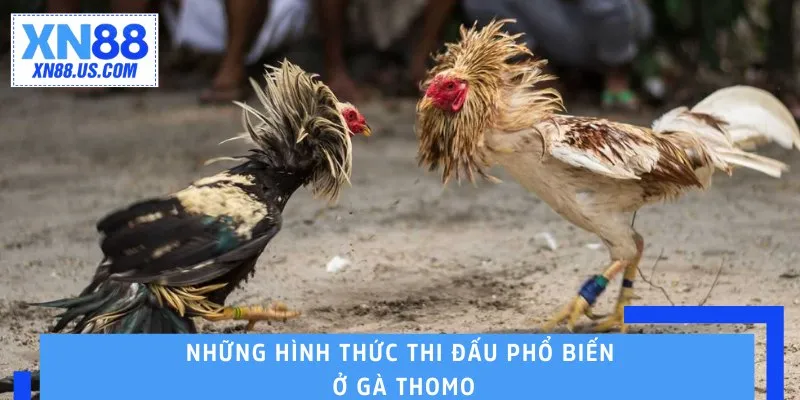 Những hình thức thi đấu phổ biến ở gà Thomo Những hình thức thi đấu phổ biến ở gà Thomo