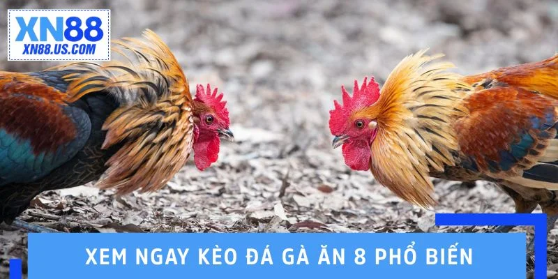 Xem ngay các kèo đá gà ăn 8 phổ biến nhất hiện nay Xem ngay các kèo đá gà ăn 8 phổ biến nhất hiện nay